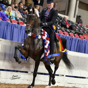 The First Annual Arabian Celebration 