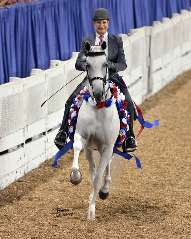 The First Annual Arabian Celebration 