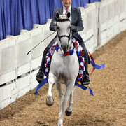 The First Annual Arabian Celebration 