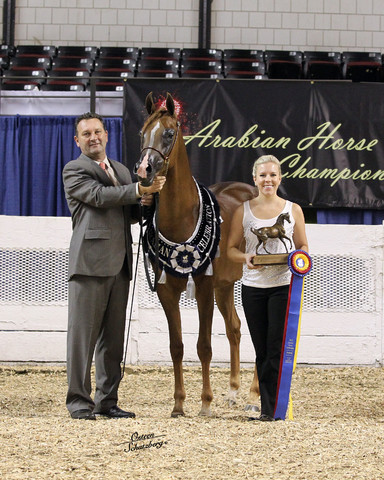 The First Annual Arabian Celebration 