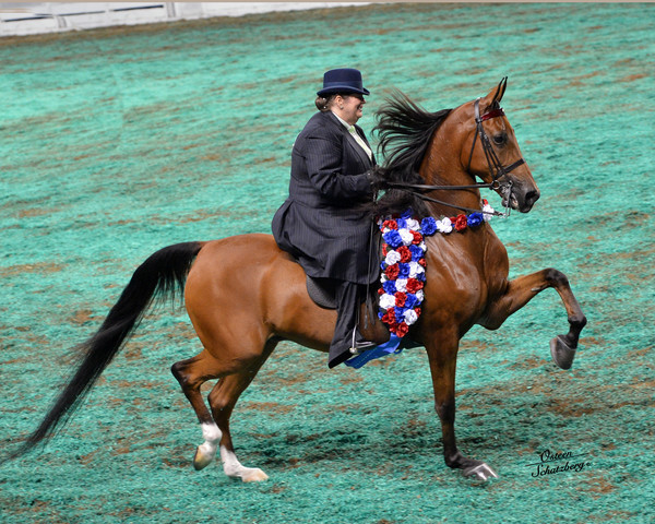 The First Annual Arabian Celebration 