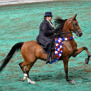 The First Annual Arabian Celebration 