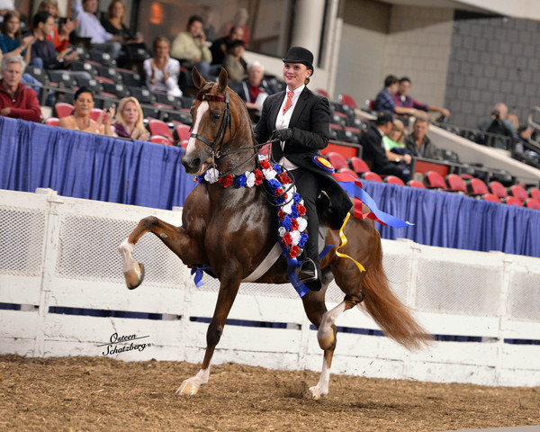 The First Annual Arabian Celebration 