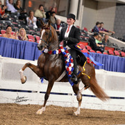 The First Annual Arabian Celebration 