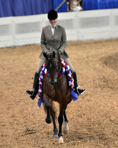 The First Annual Arabian Celebration 