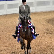 The First Annual Arabian Celebration 