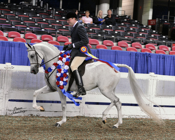 The First Annual Arabian Celebration 