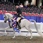 The First Annual Arabian Celebration 