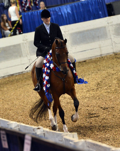 The First Annual Arabian Celebration 