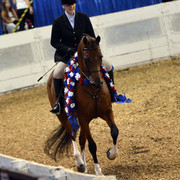 The First Annual Arabian Celebration 