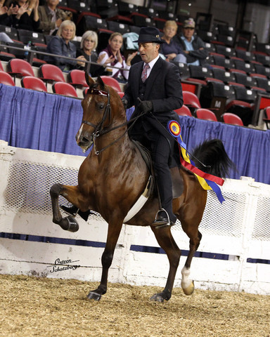 The First Annual Arabian Celebration 