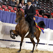 The First Annual Arabian Celebration 