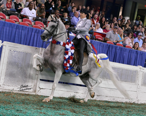 The First Annual Arabian Celebration 