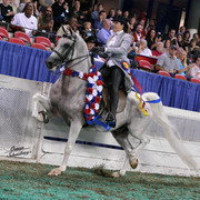 The First Annual Arabian Celebration 