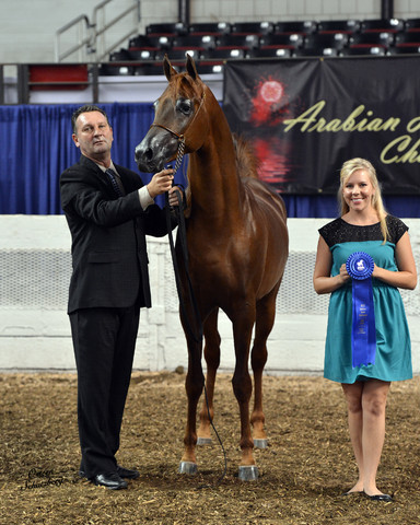 The First Annual Arabian Celebration 