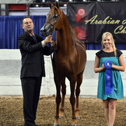 The First Annual Arabian Celebration 