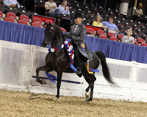 The First Annual Arabian Celebration 