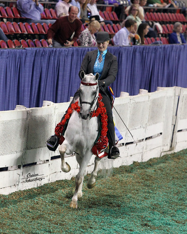 The First Annual Arabian Celebration 