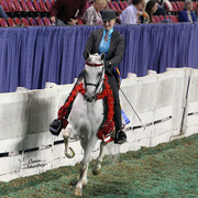 The First Annual Arabian Celebration 