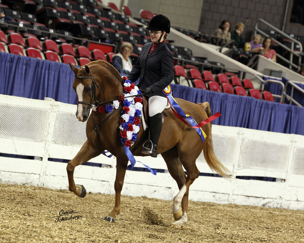 The First Annual Arabian Celebration 