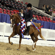 The First Annual Arabian Celebration 