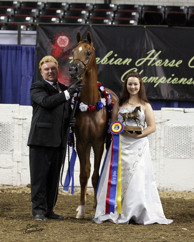 The First Annual Arabian Celebration 