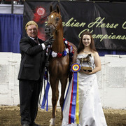 The First Annual Arabian Celebration 