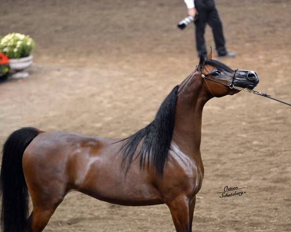 The First Annual Arabian Celebration 