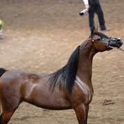 The First Annual Arabian Celebration 