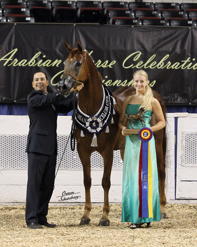 The First Annual Arabian Celebration 