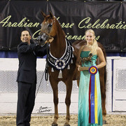 The First Annual Arabian Celebration 