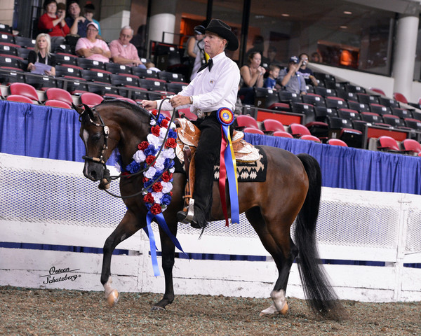 The First Annual Arabian Celebration 