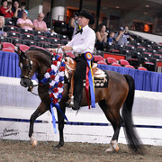 The First Annual Arabian Celebration 