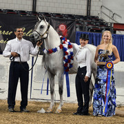 The First Annual Arabian Celebration 