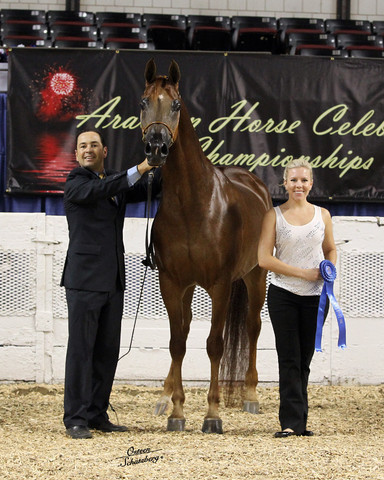 The First Annual Arabian Celebration 