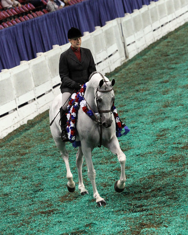 The First Annual Arabian Celebration 