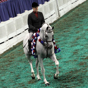 The First Annual Arabian Celebration 