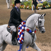 The First Annual Arabian Celebration 