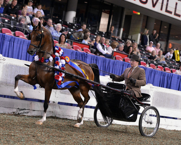 The First Annual Arabian Celebration 