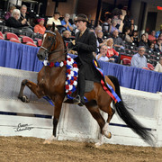 The First Annual Arabian Celebration 