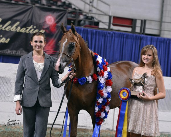 The First Annual Arabian Celebration 