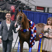 The First Annual Arabian Celebration 