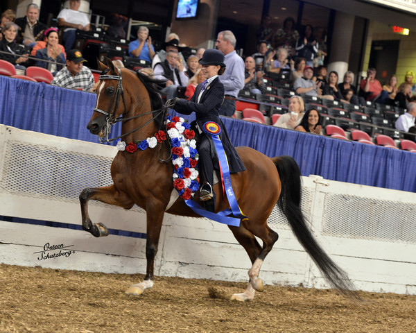 The First Annual Arabian Celebration 