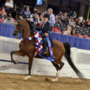 The First Annual Arabian Celebration 