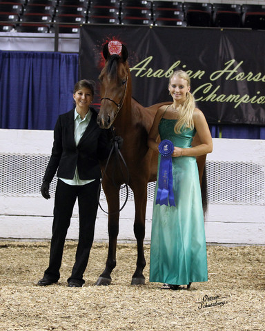 The First Annual Arabian Celebration 