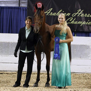 The First Annual Arabian Celebration 