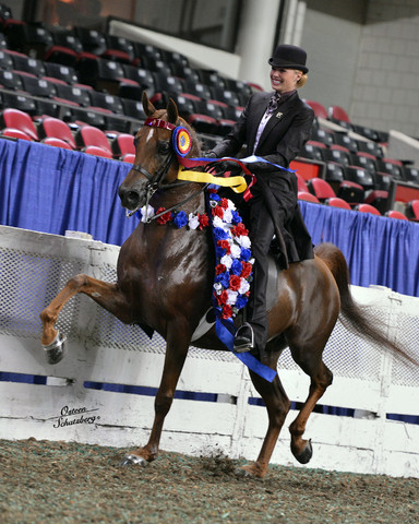 The First Annual Arabian Celebration 