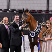 The First Annual Arabian Celebration 