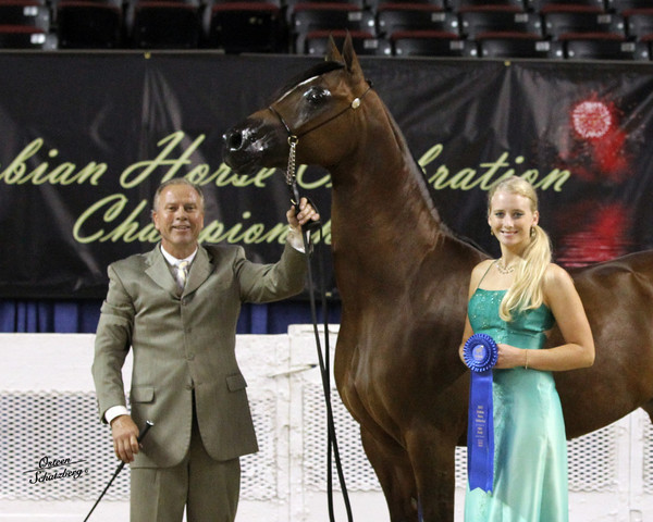 The First Annual Arabian Celebration 