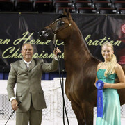 The First Annual Arabian Celebration 